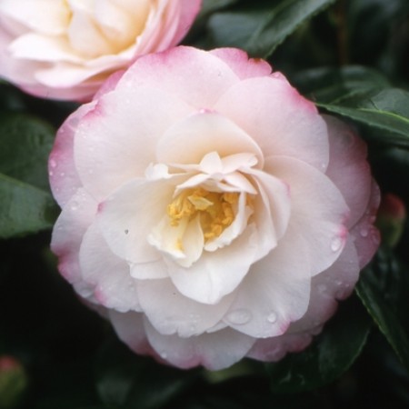 Camellia Alta Gavin
