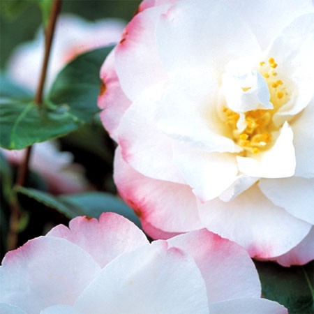 Photo 2 Camellia Alta Gavin