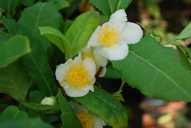 Thés en Fleur  Camellia Sinensis