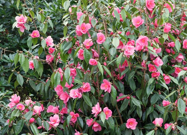 Camellias 'Champêtre': plantation, advice, promo - Pépinière Stervinou