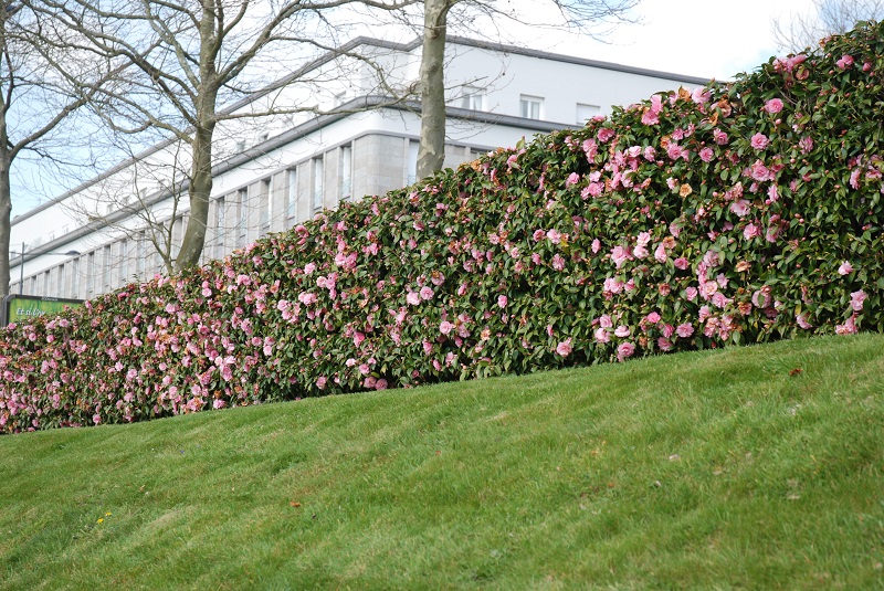 Camellia Spring Festival