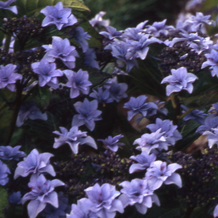 Hortensia Etoile Violette