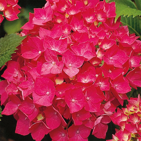 Hydrangea macrophylla 'Leuchtfeuer