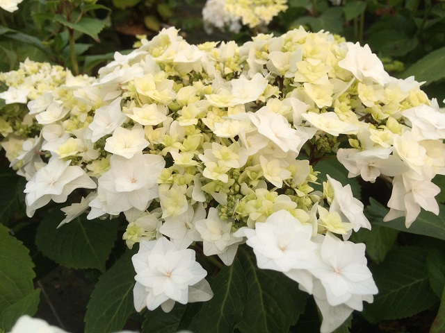 The Best New Hydrangeas - FineGardening