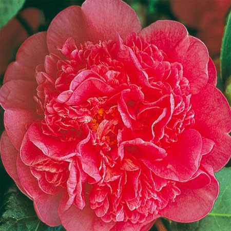 Rose of Winter Camellia x williamsii Anticipation 3 Plants in 9cm Pots 