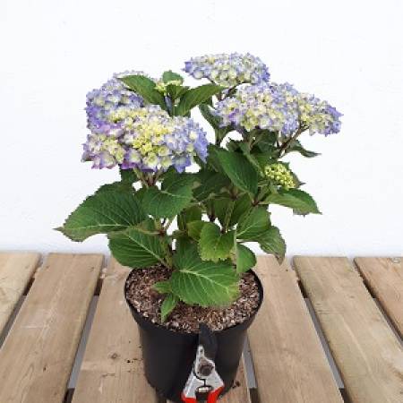 Image of Hydrangea bela plant in pot