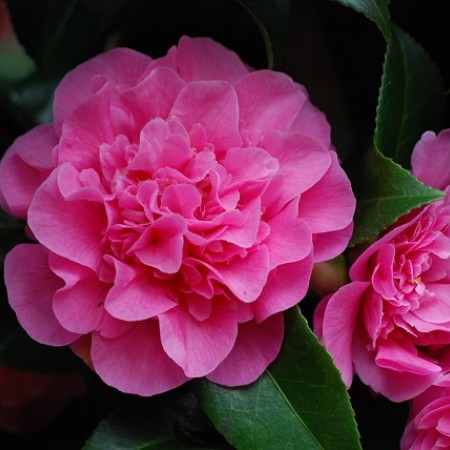 Camellia Debbie