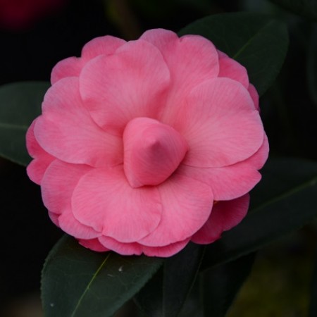 Camellia x williamsii 'Water Lily