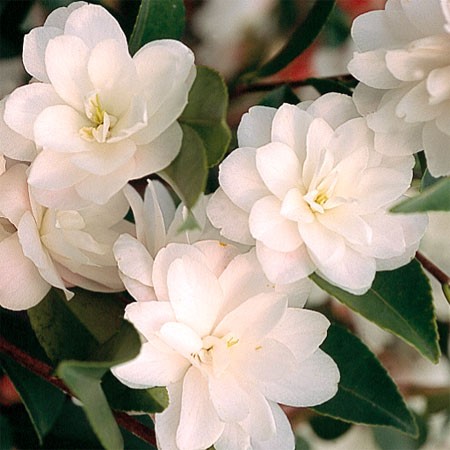 Camellias 'Champêtre': plantation, advice, promo - Pépinière Stervinou
