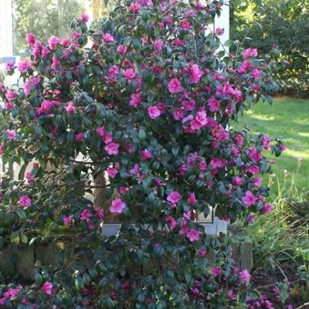Camellia champêtre: plantation, conseil, promo - Pépinière Stervinou