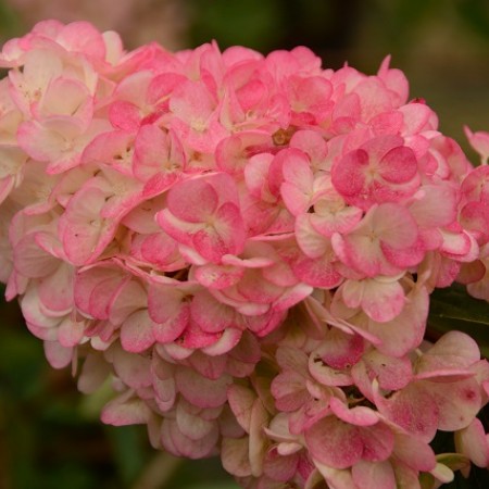 Hydrangea paniculata sundae fraise