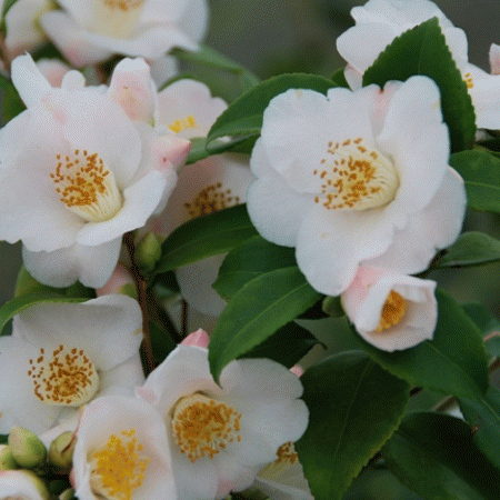 Camellias 'Champêtre': plantation, advice, promo - Pépinière Stervinou