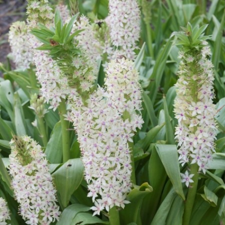 Eucomis pole-evansii