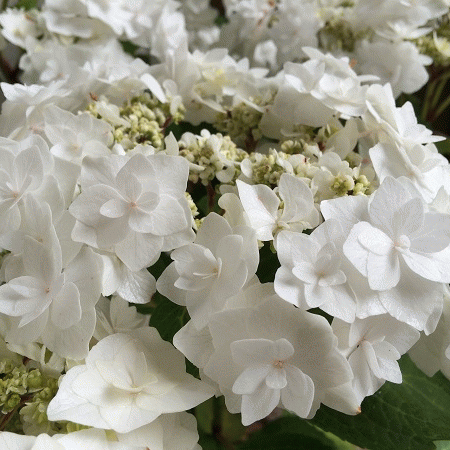 Hydrangea macrophylla 'Dancing Snow' ~ Double Delights™ Wedding Gown H –  Dunwoody Ace Hardware