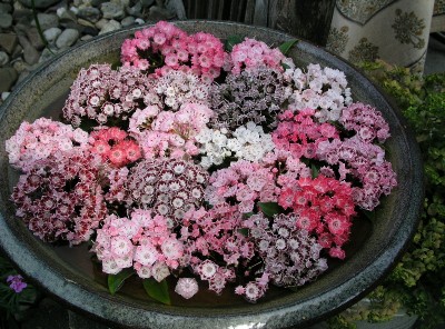 Kalmia info