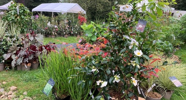 FETE DES PLANTES DE SAINT JEAN DE BEAUREGARD