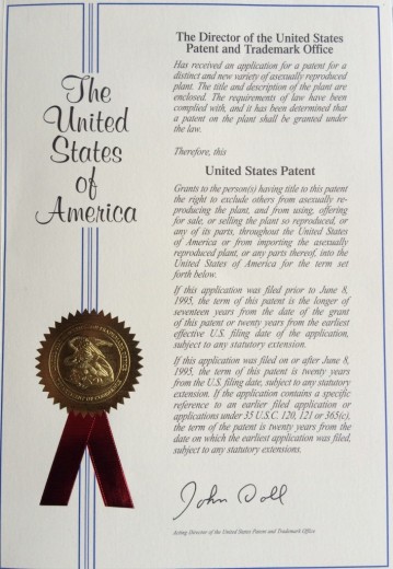 US Patent for our Camellia Kerguelen